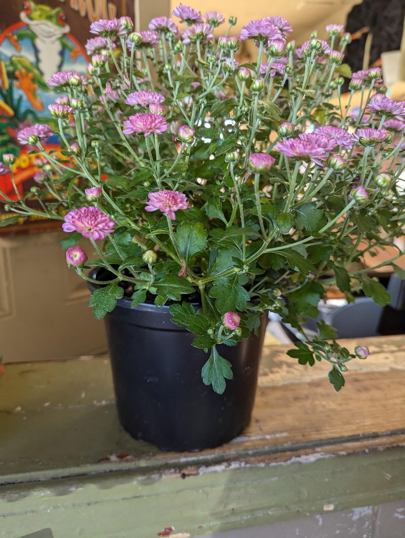 Repot Mums For Bigger Blooms