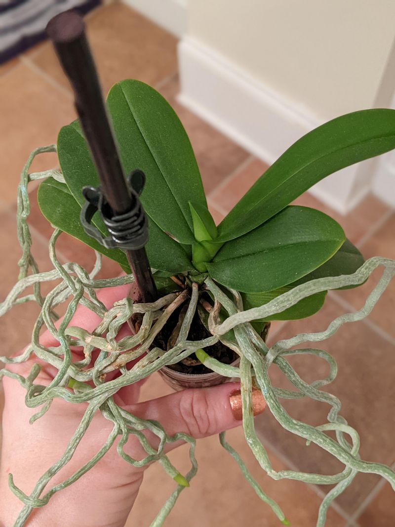 Repot Only When Roots Are Crowded Repot Only When Roots Are Crowded