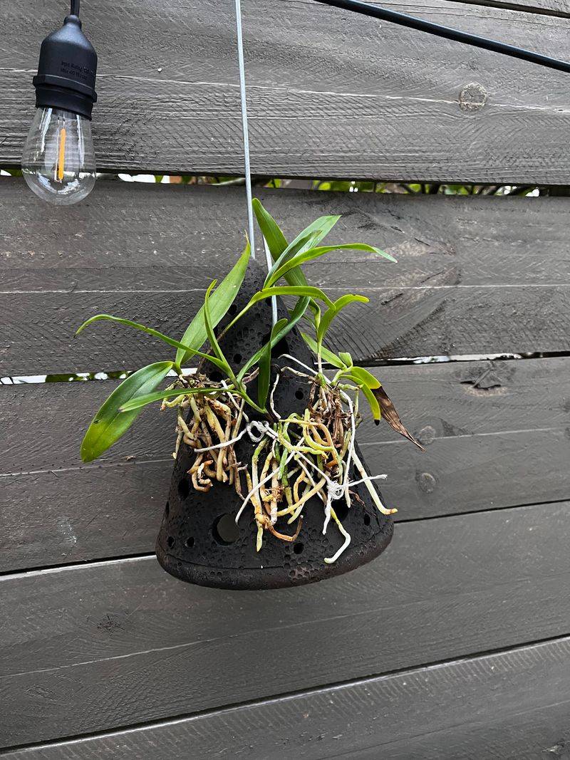 Repot When The Growing Mix Breaks Down
