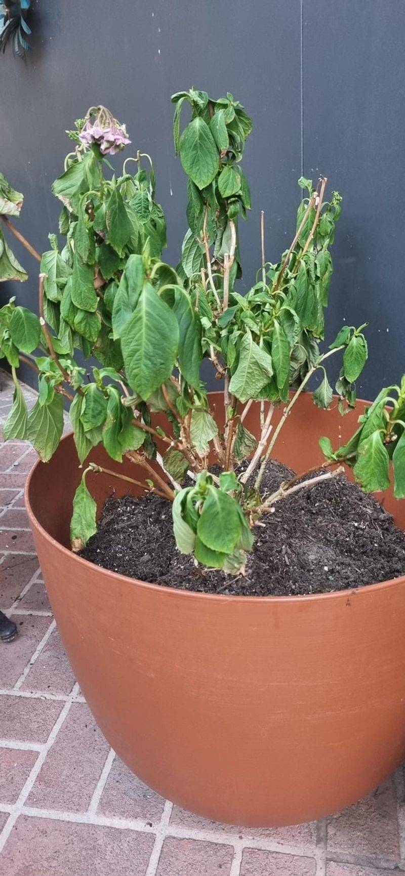 Repotting, Mulching, And Watering Changes That Extend The Interval