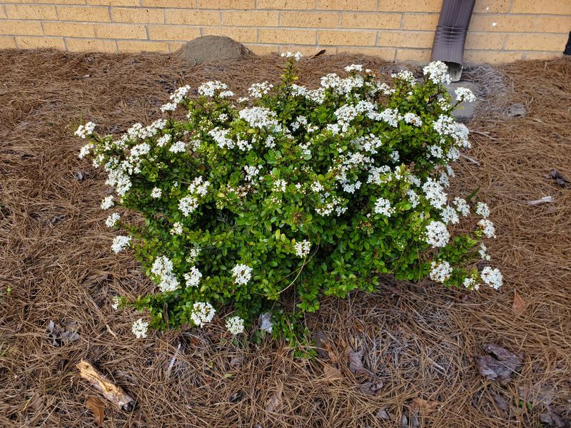 Rescue An Overpruned Shrub Without Adding More Stress Rescue An Overpruned Shrub Without Adding More Stress