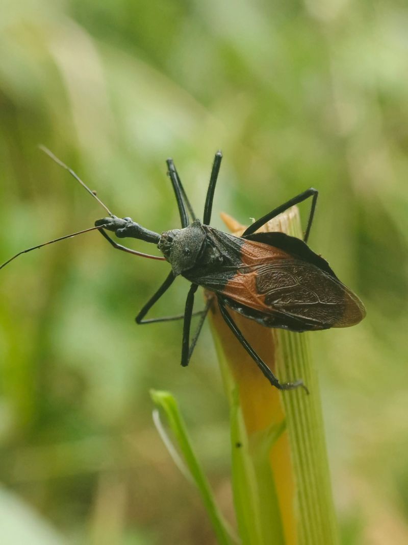 Researchers Confirmed This Insect In New Castle County Researchers Confirmed This Insect In New Castle County