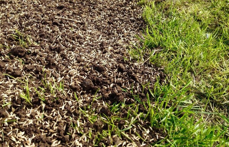 Reseeding Options Once The Infestation Clears