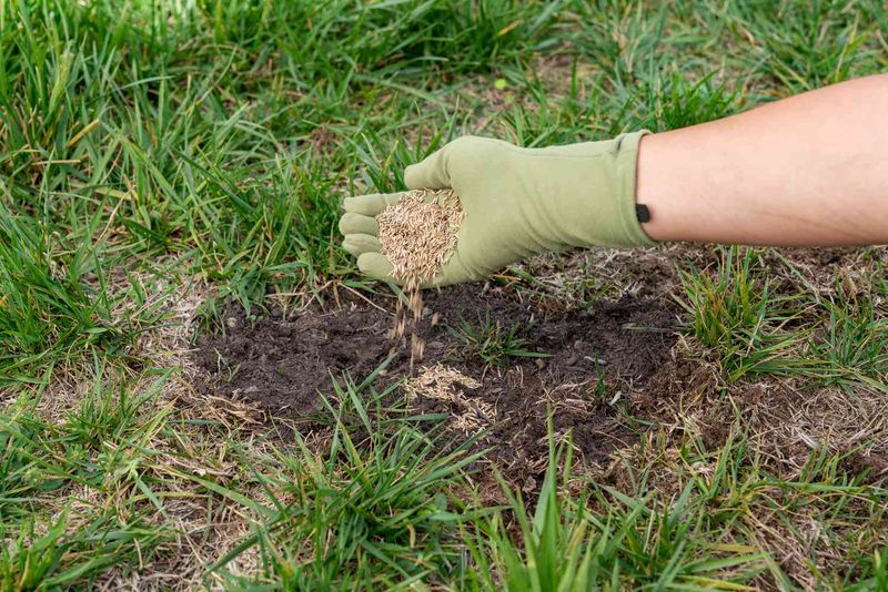 Reseeding Plans Can Change What You Should Do
