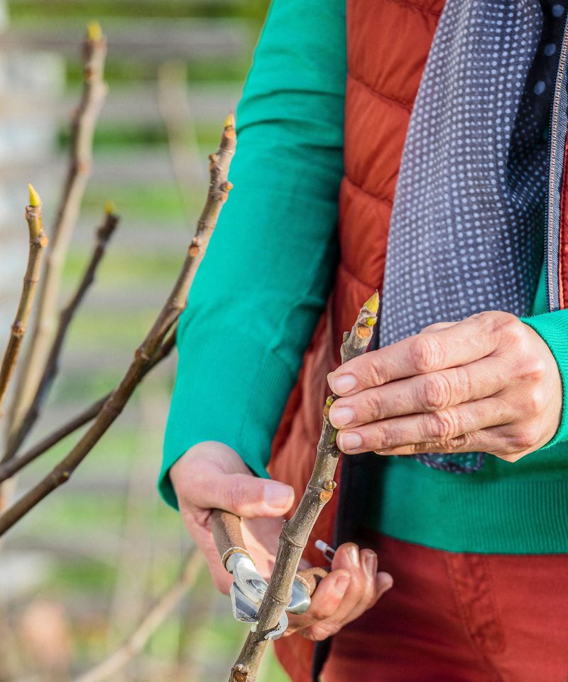 Reserve Routine Pruning for Late Winter Reserve Routine Pruning for Late Winter