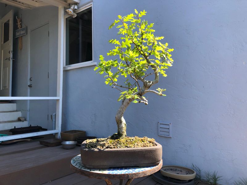 Reserve Valley Oak For Broad Open Ground Reserve Valley Oak For Broad Open Ground