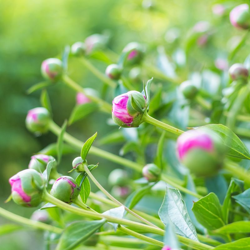 Reset Peonies Without Burying The Eyes