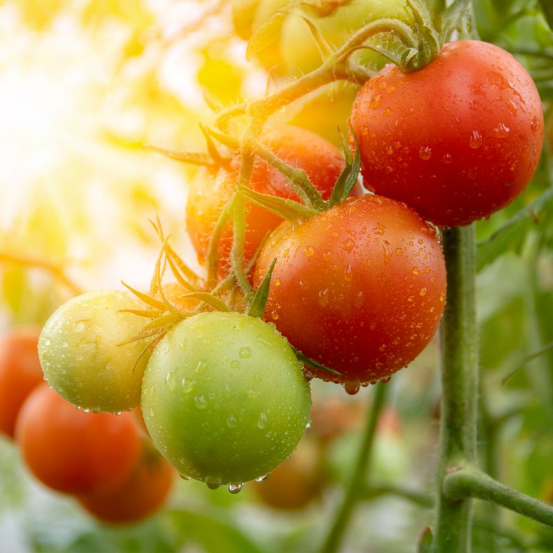 Restore Full Sun To Fuel Bigger Tomatoes