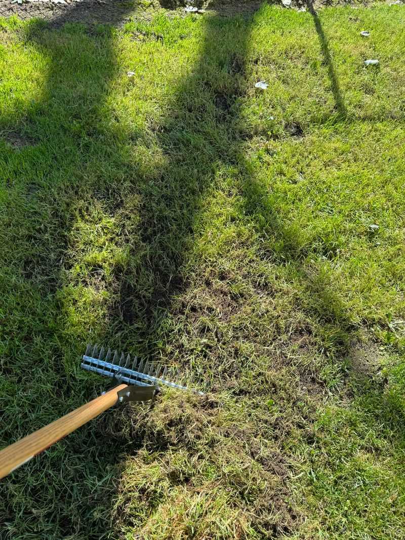 Restoring Your Lawn After Treatment