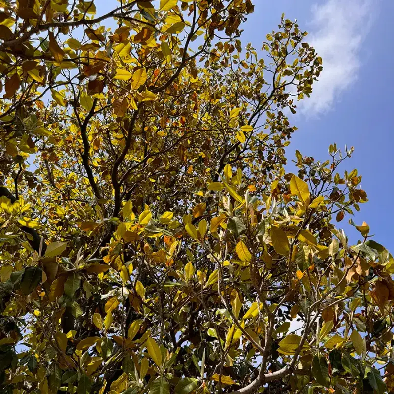 Restricted Soil Makes Drought Harder On An Otherwise Tough Tree Restricted Soil Makes Drought Harder On An Otherwise Tough Tree