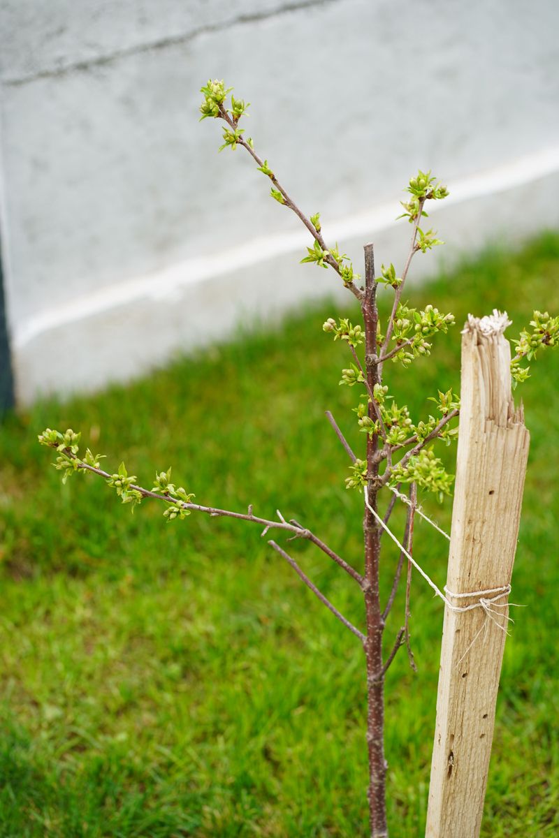 Resulting Tree May Not Match The Parent Fruit