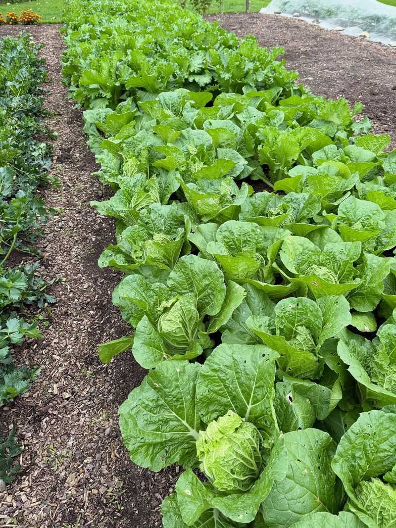 Results You Can Expect Before Fall Harvest