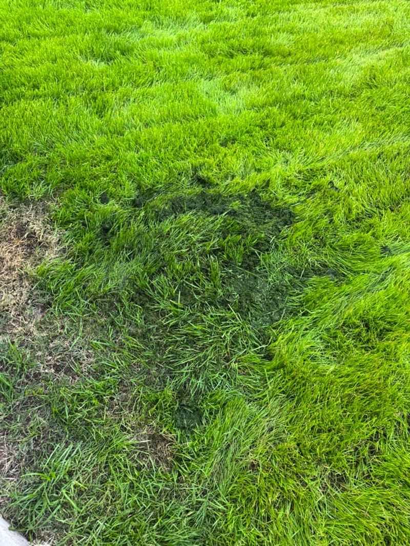Resume Watering Only When The Lawn Needs It Again