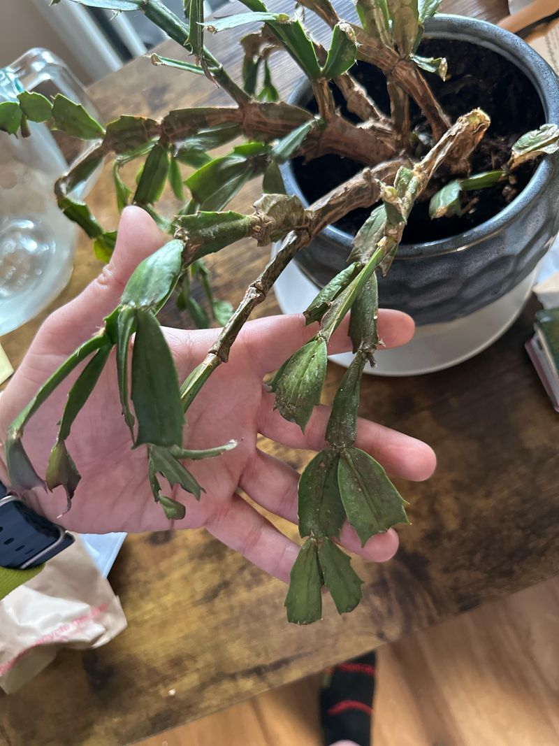 Reviving A Christmas Cactus After Overwatering