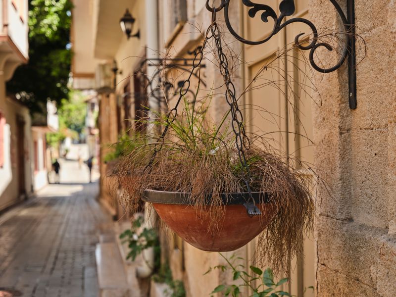 Reviving A Hanging Basket After Drought Stress