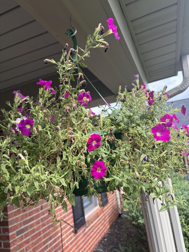 Reviving Leggy Petunias For A Second Bloom Cycle Reviving Leggy Petunias For A Second Bloom Cycle