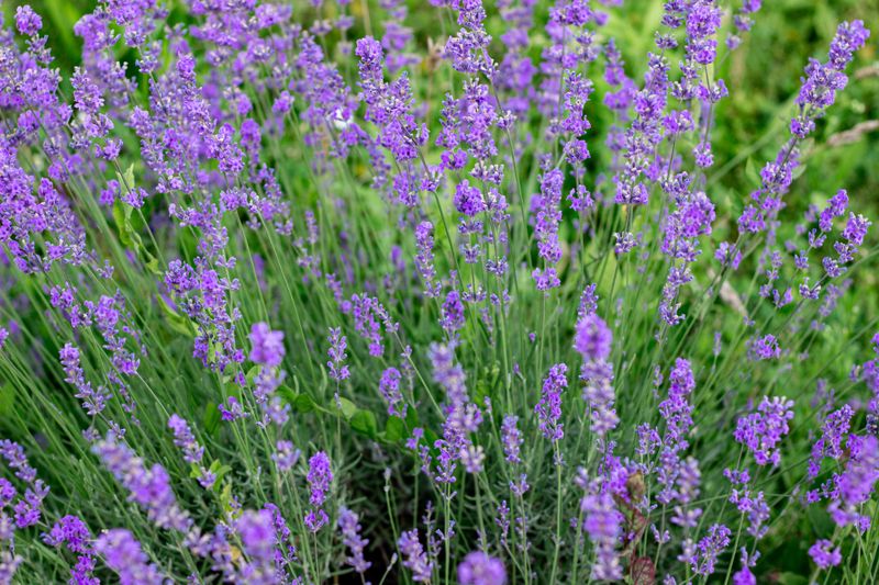 Reviving Overgrown Or Woody Lavender Plants Reviving Overgrown Or Woody Lavender Plants
