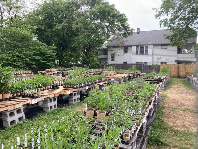 Revolution Native Plants Revolution Native Plants