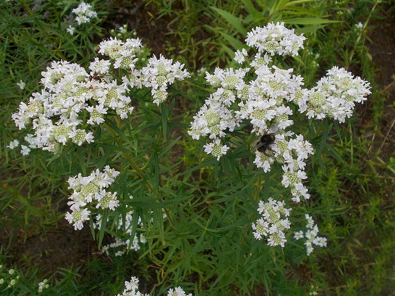 Rhizomes Help It Fill Awkward Damp Garden Spots