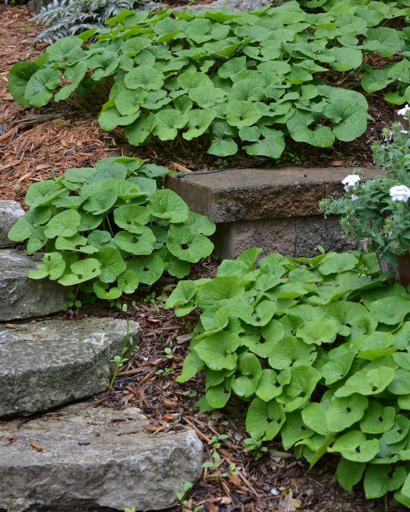 Rhizomes Help It Slowly Fill Bare Ground