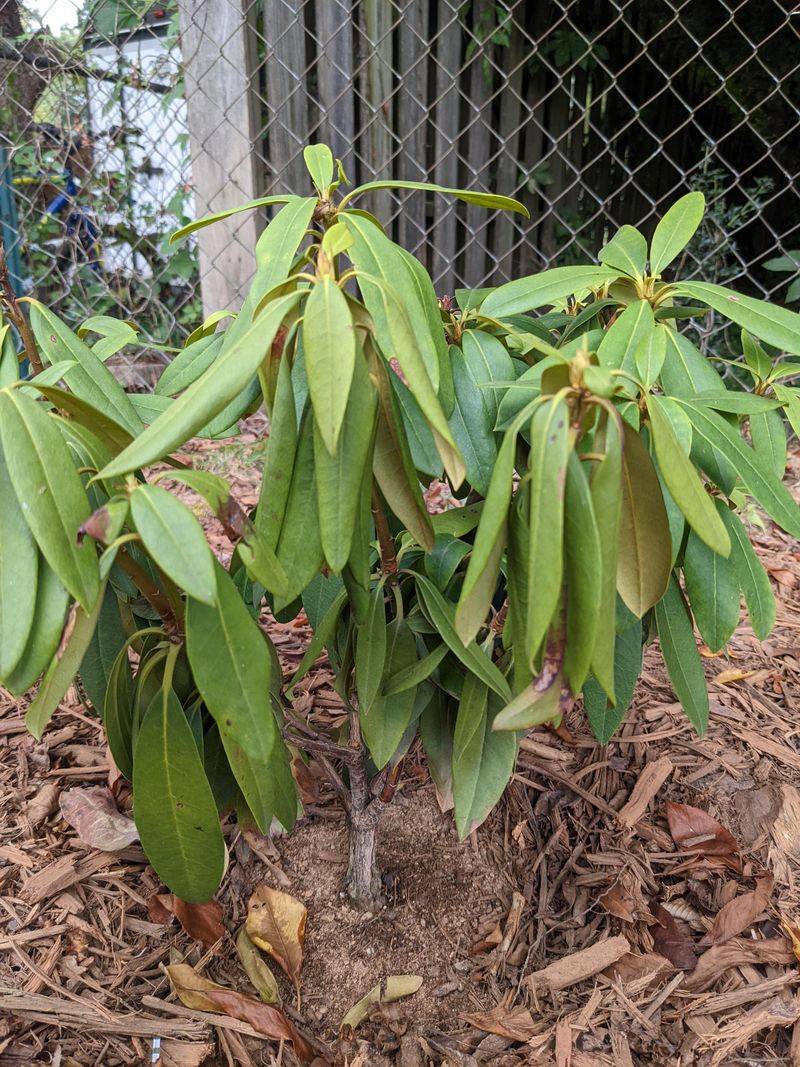 Rhododendron Leaves Droop And Scorch Rhododendron Leaves Droop And Scorch