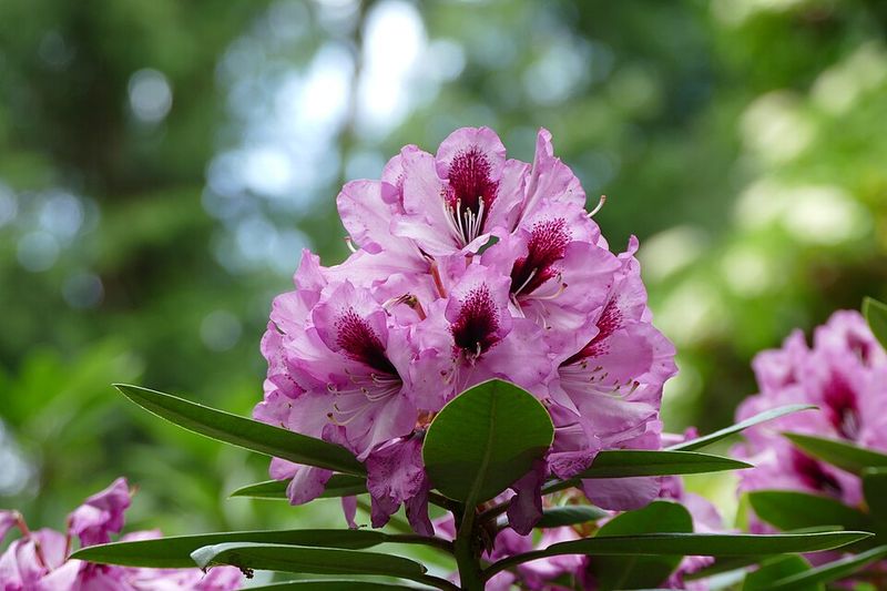 Rhododendron Rhododendron