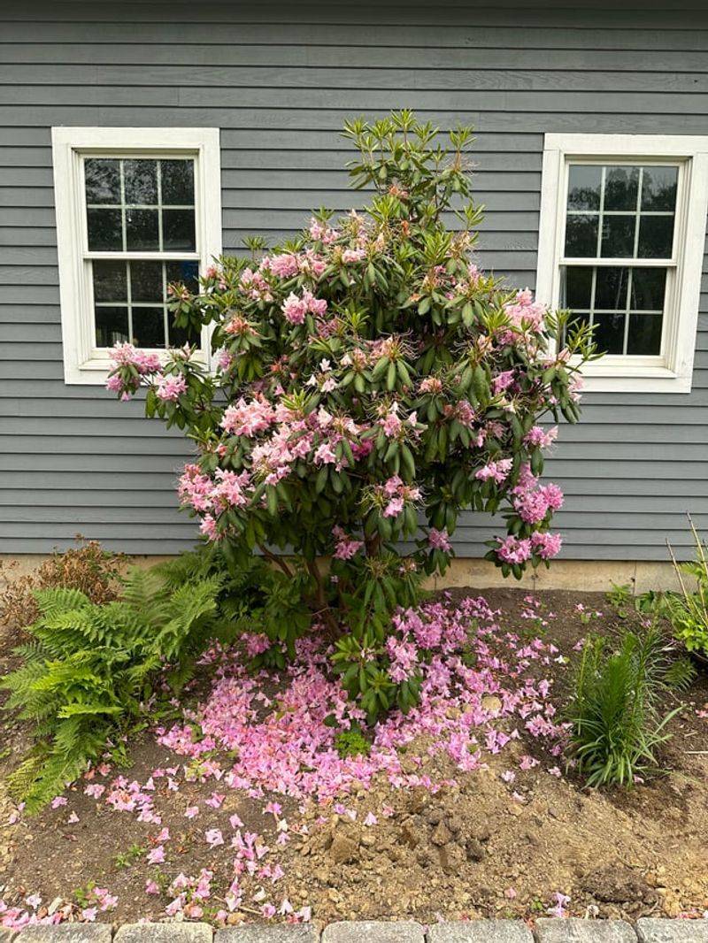 Rhododendrons Already Preparing Next Season's Flowers