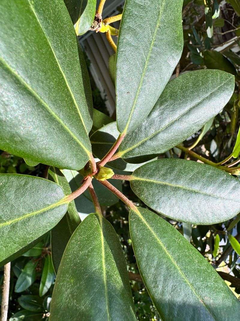 Rhododendrons Are Better Left Alone This Late