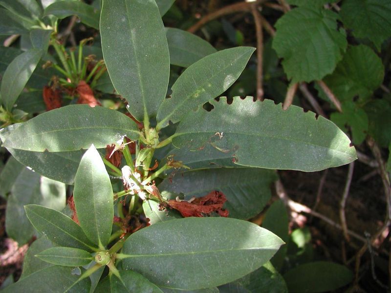 Rhododendrons Are One Of Their Favorite Targets