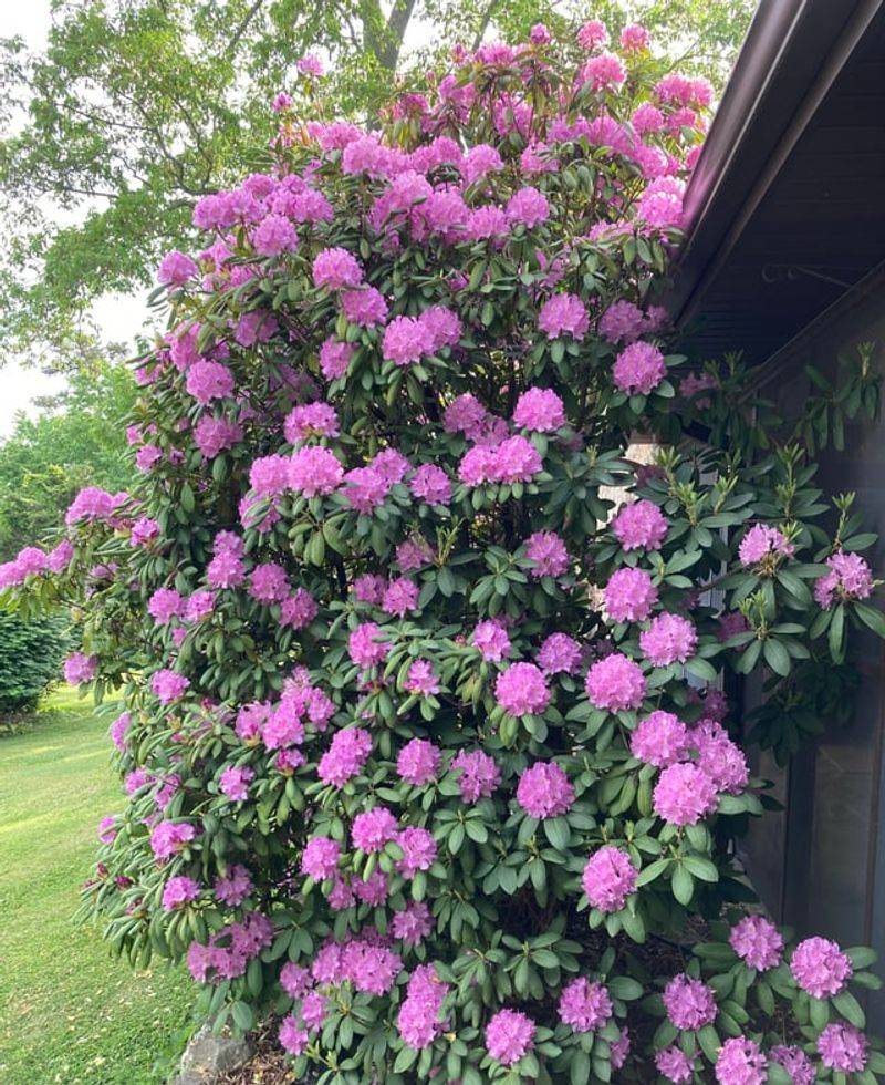 Rhododendrons Preparing For Cooler Weather