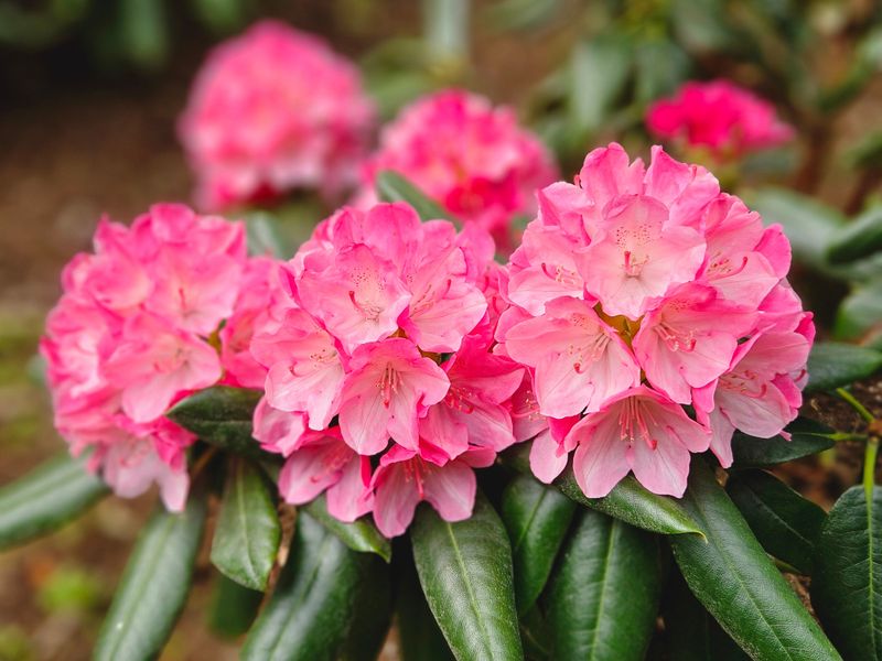Rhododendrons Risk Losing Spring Blooms