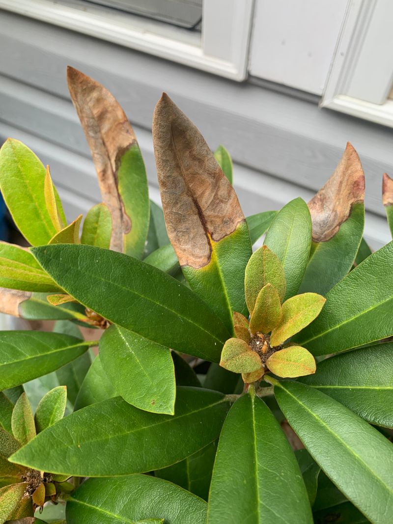 Rhododendrons Struggling With Unnecessary Magnesium Rhododendrons Struggling With Unnecessary Magnesium