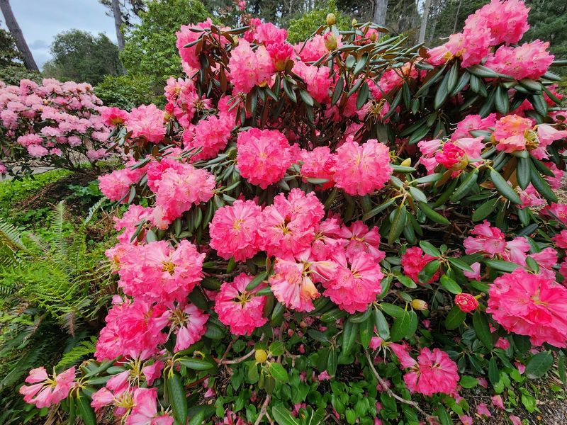 Rhododendrons That Make Spring Feel Almost Unreal