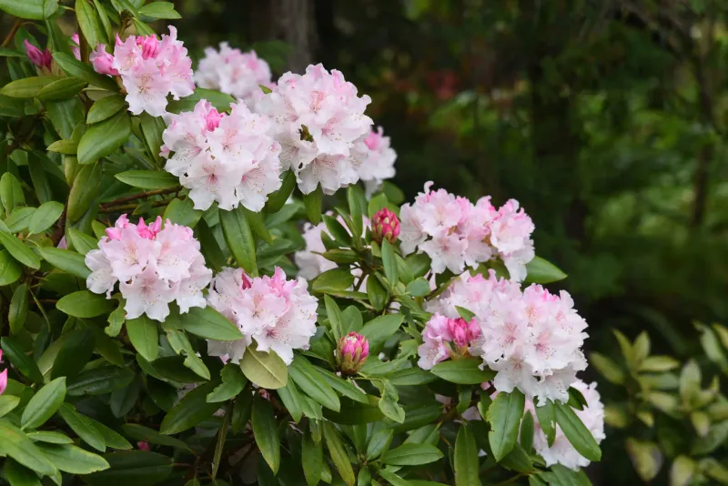 Rhododendrons Rhododendrons