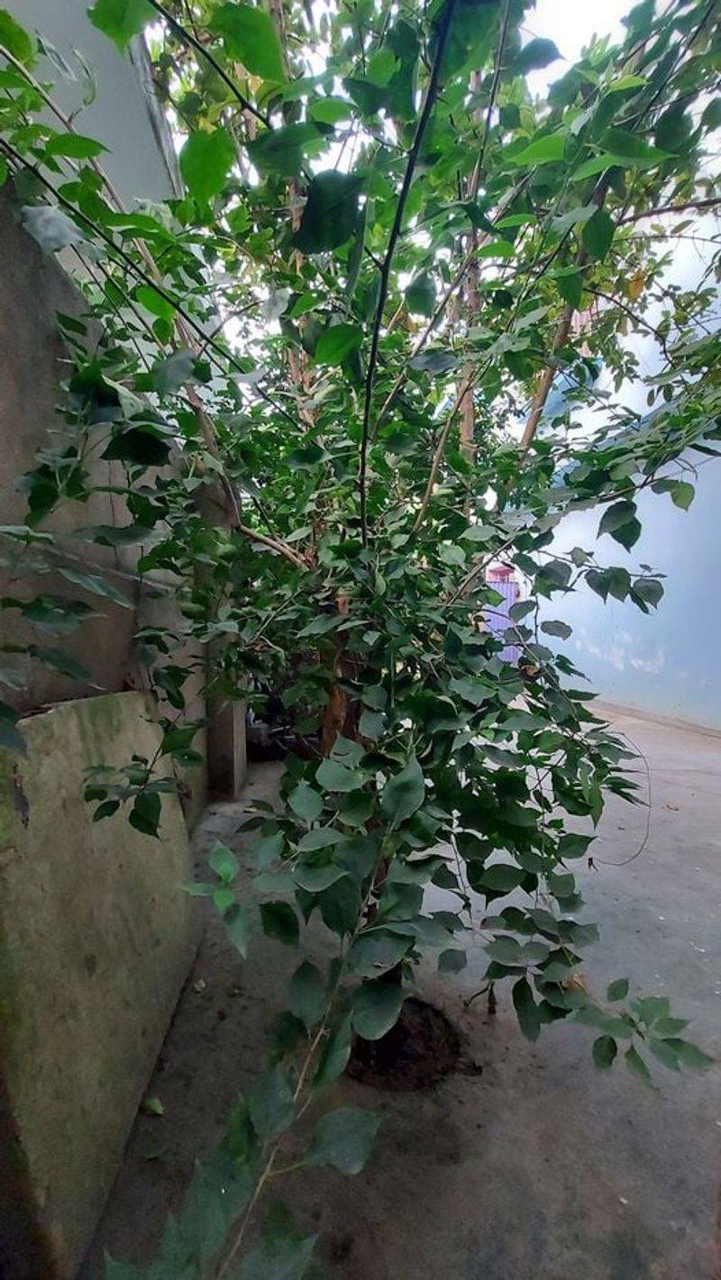 Rich Fertilizer Often Makes Bougainvillea Too Comfortable