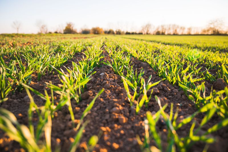 Richer Soil Comes From This Natural Technique