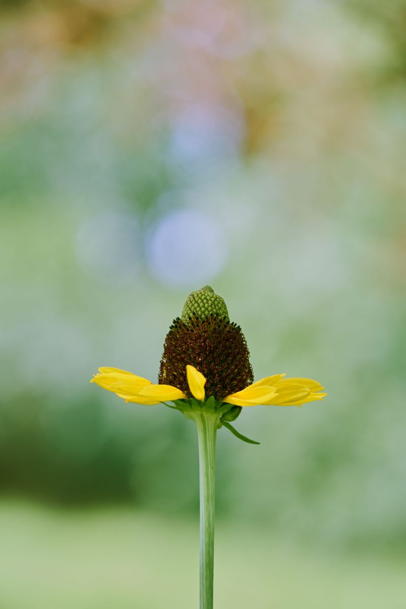 Right After First Blooms Fade Right After First Blooms Fade