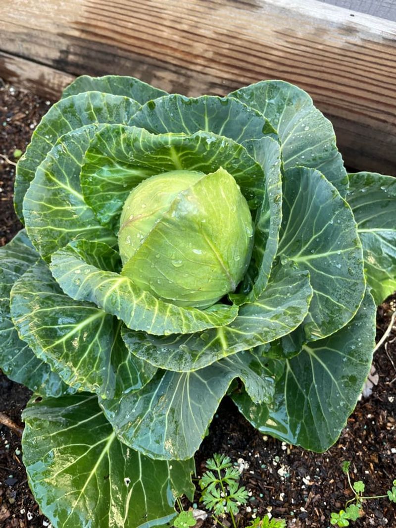Rinse Leaf Undersides With A Firm Spray Of Water Rinse Leaf Undersides With A Firm Spray Of Water