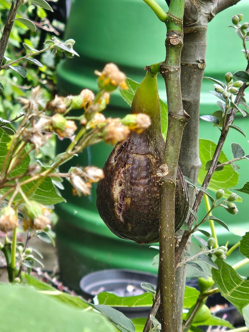 Ripe Figs Are More Likely To Crack