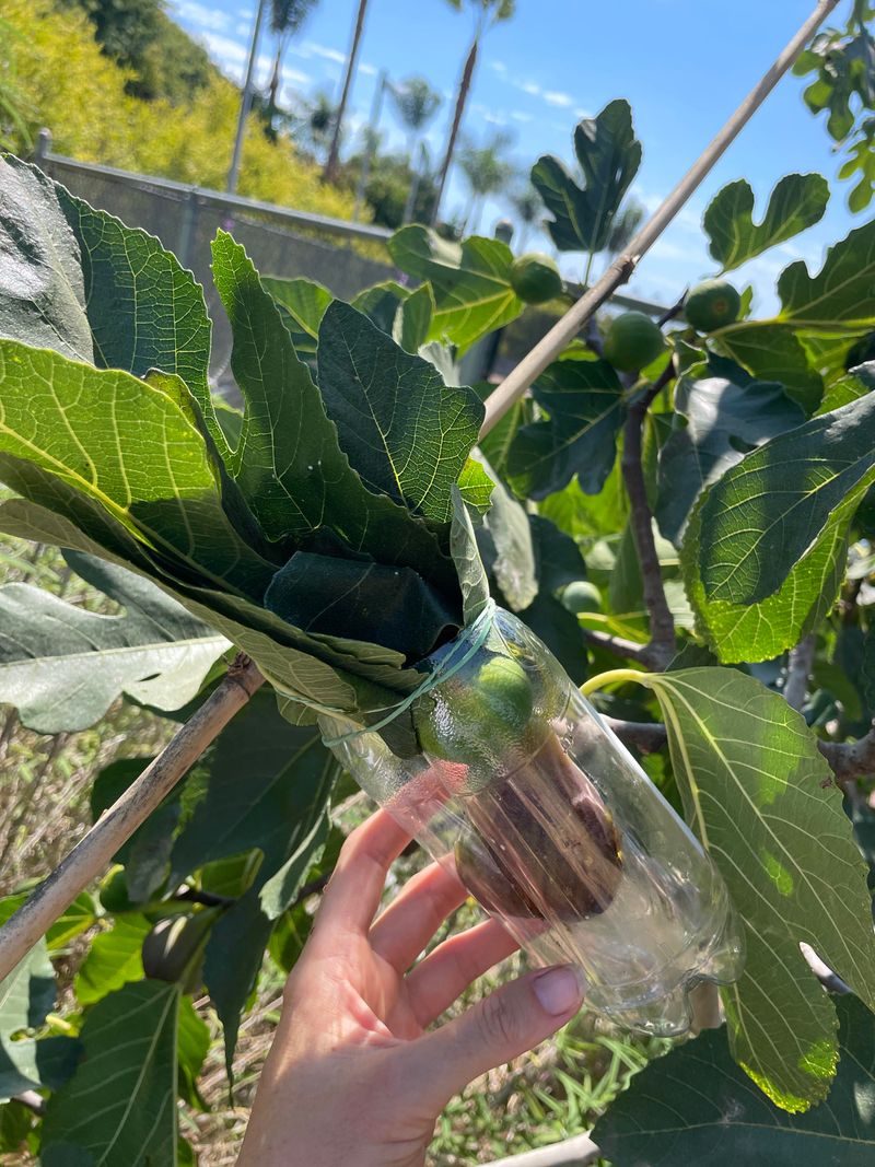 Ripe Figs Need Protection Before Birds Find Them Ripe Figs Need Protection Before Birds Find Them