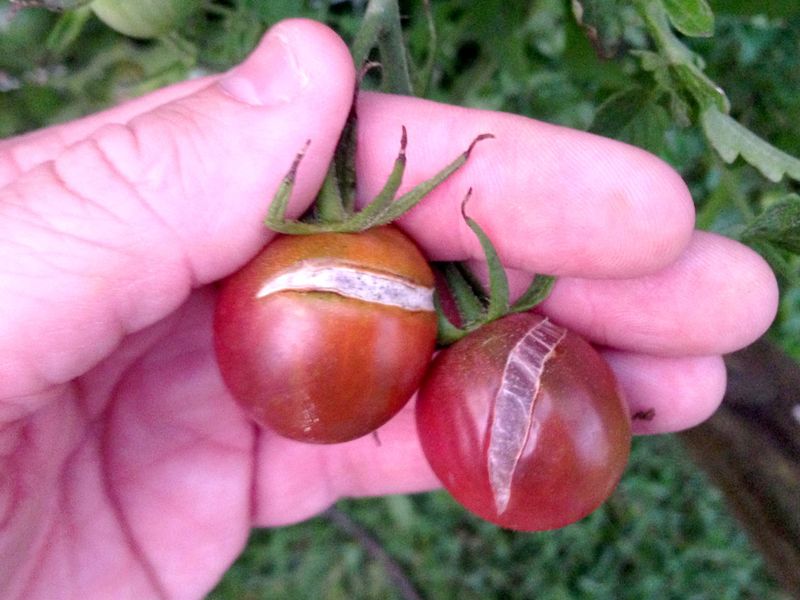Ripe Fruit Skin Is The Most Vulnerable Ripe Fruit Skin Is The Most Vulnerable