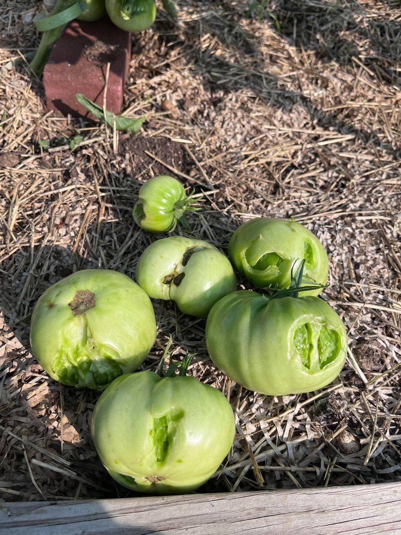 Ripe Garden Produce Can Keep Them Hanging Around Ripe Garden Produce Can Keep Them Hanging Around