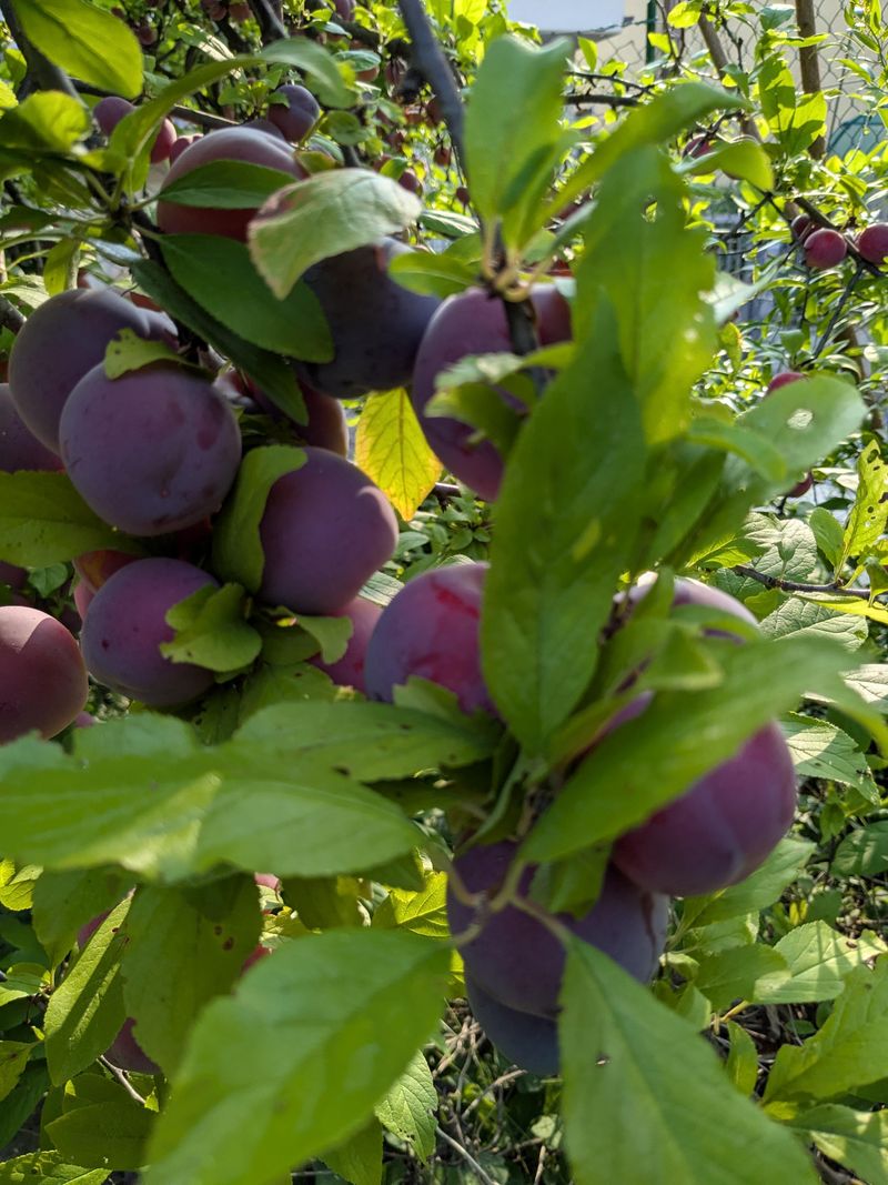 Ripe Plums Can Disappear Quickly Ripe Plums Can Disappear Quickly