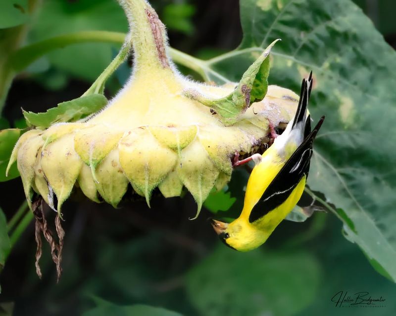 Ripe Sunflower Heads Become Backyard Feeders Ripe Sunflower Heads Become Backyard Feeders