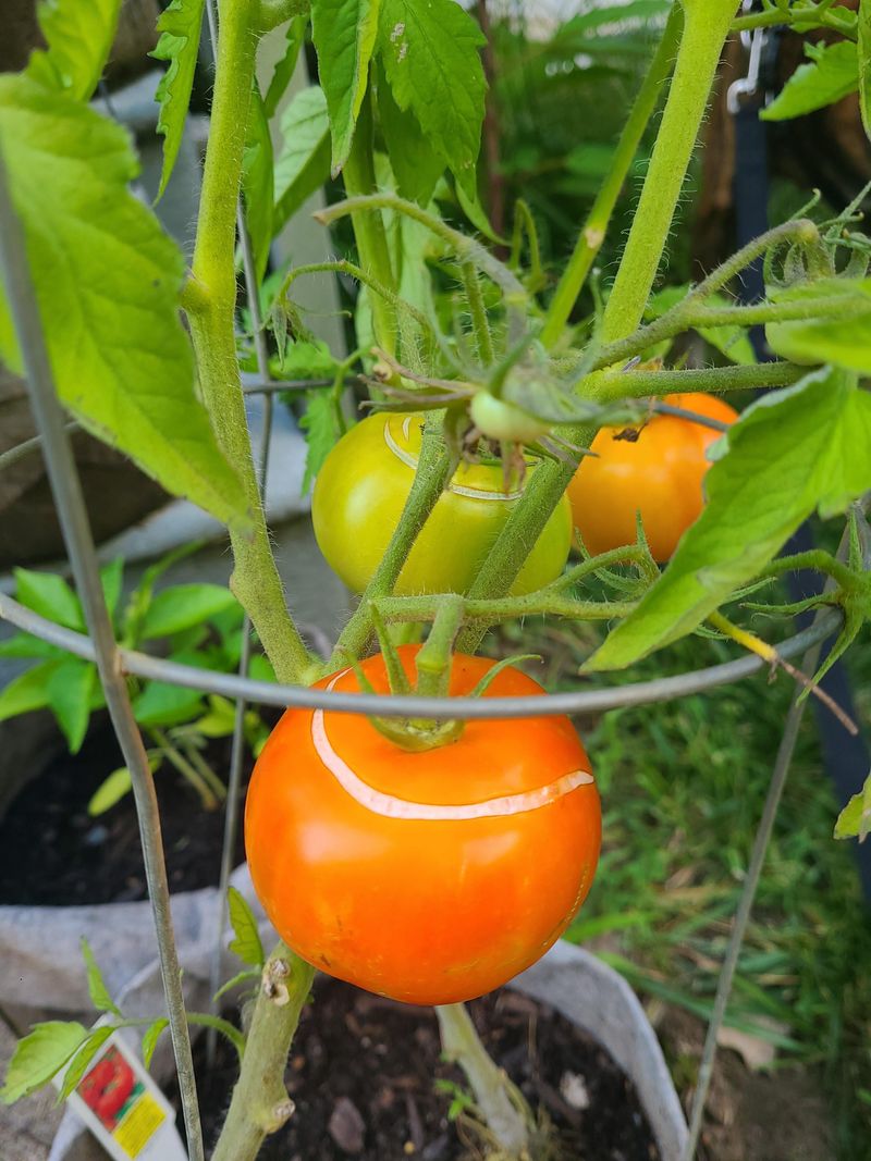 Ripe Tomatoes Left In High Heat Split And Rot Quickly Ripe Tomatoes Left In High Heat Split And Rot Quickly