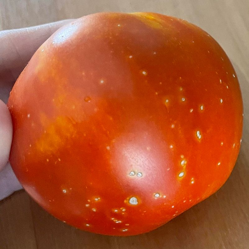 Ripe Tomatoes May Show Pale Blotches