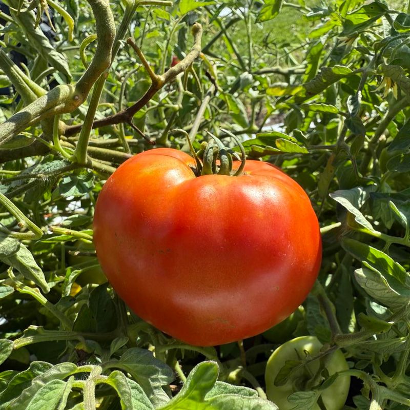 Ripe Tomatoes Need A Daily Check Ripe Tomatoes Need A Daily Check