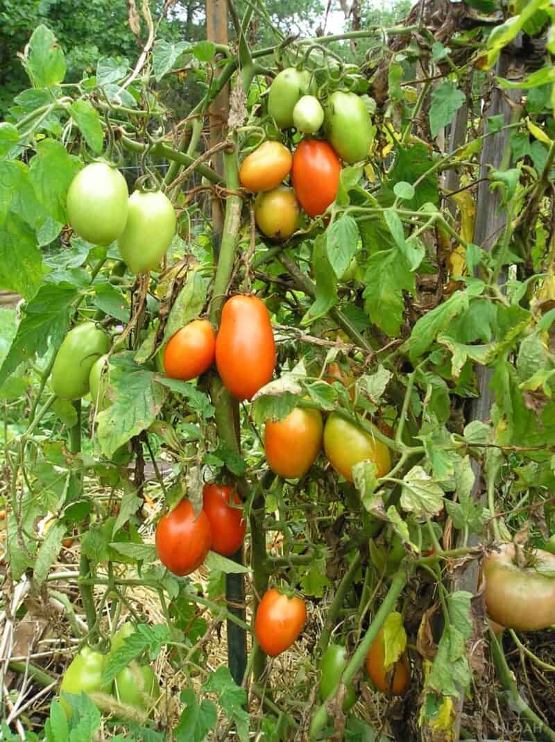 Ripen Them Around 60 To 65 Degrees