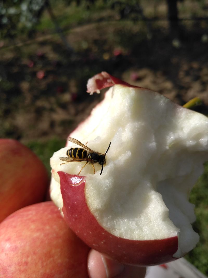 Ripening Fruit And Honeydew Can Draw Yellowjackets Into Ohio Yards