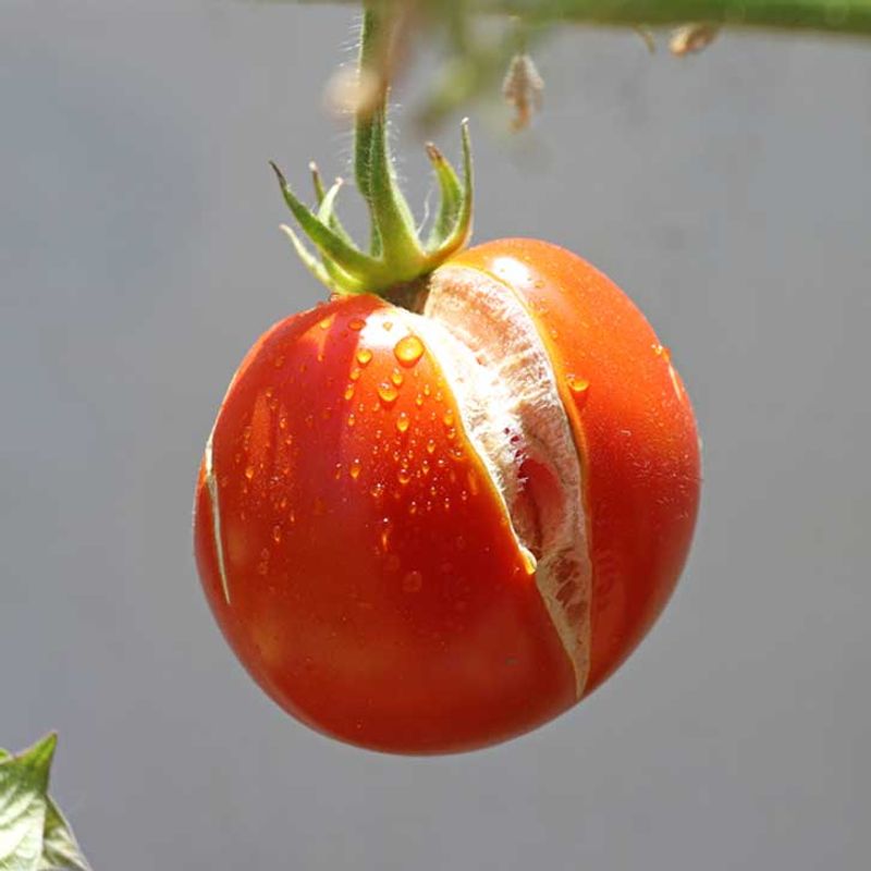 Ripening Fruit Cracks The Easiest